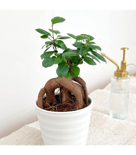Amazon.co.jp: パンダ ガジュマル 斑入りPanda Gajyumaru Variegated